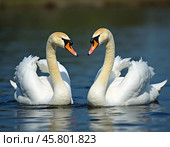 Two beautiful swans swim together in tranquil water, reflecting their graceful forms as morning light. Swans Cygnus are a genus of birds from order Anseriformes of the duck family. Generative AI. Стоковое AI-изображение, AI-художник Юлия Петровская / Фотобанк Лори