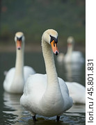 Two beautiful swans swim together in tranquil water, reflecting their graceful forms as morning light. Swans Cygnus are a genus of birds from order Anseriformes of the duck family. Generative AI. Стоковое AI-изображение, AI-художник Юлия Петровская / Фотобанк Лори