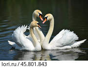 Three beautiful swans glide across the water, their feathers shimmering in the light, creating a peaceful atmosphere by the lake. Swans Cygnus, genus of birds, order Anseriformes of duck family. AI. Стоковое AI-изображение, AI-художник Юлия Петровская / Фотобанк Лори