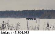 European Bison Herd Battling Snowstorm in Belarusian Winter Landscape. Стоковое видео, видеограф Dzmitry Astapkovich / Фотобанк Лори