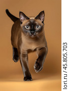 Portrait of a jumping Burmese cat on a brown background. Стоковое AI-изображение, AI-художник ArtVladZ / Фотобанк Лори