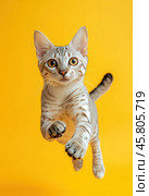 Portrait of a jumping Egyptian Mau cat on a yellow background. Стоковое AI-изображение, AI-художник ArtVladZ / Фотобанк Лори