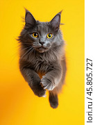 Portrait of a jumping Nibelung cat on a yellow background. Стоковое AI-изображение, AI-художник ArtVladZ / Фотобанк Лори