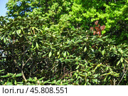Азалия, Рододендрон (Azalea, Rhododendron) в вересковом саду ГБС РАН весной. Стоковое фото, фотограф Алёшина Оксана / Фотобанк Лори