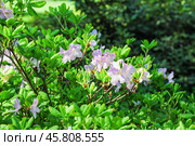 Рододендрон Шлиппенбаха (Rhododendron schlippenbachii) Стоковое фото, фотограф Алёшина Оксана / Фотобанк Лори