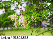 Робиния ложноакациевая (Robinia pseudoacacia) Стоковое фото, фотограф Алёшина Оксана / Фотобанк Лори