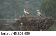 White storks in the nest, Portugal. Стоковое видео, видеограф Михаил Коханчиков / Фотобанк Лори
