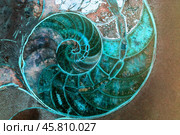 Abstract photo of a cut stone with a blue ammonite texture with a golden section close-up. Стоковое фото, фотограф Андрей С / Фотобанк Лори