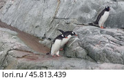 Three Gentoo Penguins walk on rock in Antarctica. Стоковое видео, видеограф Vladimir / Фотобанк Лори