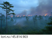 Surface wildfire at dusk in a forest on peat bogs. Стоковое AI-изображение, AI-художник Евгений Харитонов / Фотобанк Лори