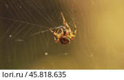 Spider on cobweb close-up spider caught its prey. Стоковое видео, видеограф Андрей Армягов / Фотобанк Лори