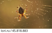 Spider on cobweb close-up waiting for the future victim. Стоковое видео, видеограф Андрей Армягов / Фотобанк Лори