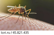 Common house mosquito drinking blood on human skin. Mosquito is biting arm. closeup of a nasty mosquito sitting on hand. Macro. Zika virus. Insect bite. Allergic reaction, itchy, allergy, dermatitis. Стоковое AI-видео, аниматор Марина Демидюк / Фотобанк Лори