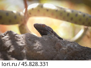 The head of a lizard with a bright orange eye. Стоковое фото, фотограф Татьяна Лобанова / Фотобанк Лори