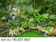 Tropical flowers in pots and plants around. Green area design. Chatuchak Park in Bangkok (2024 год). Стоковое фото, фотограф Коханова Наталья / Фотобанк Лори