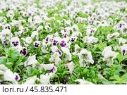 Фиалка трёхцветная (Viola tricolor), фиалка Виттрока, садовые анютины глазки. Фон. Стоковое фото, фотограф Алёшина Оксана / Фотобанк Лори