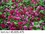 Фиалка трёхцветная (Viola tricolor), фиалка Виттрока, садовые анютины глазки. Фон. Стоковое фото, фотограф Алёшина Оксана / Фотобанк Лори