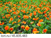 Фиалка трёхцветная (Viola tricolor), фиалка Виттрока, садовые анютины глазки. Фон. Стоковое фото, фотограф Алёшина Оксана / Фотобанк Лори
