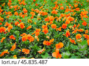 Фиалка трёхцветная (Viola tricolor), фиалка Виттрока, садовые анютины глазки. Фон. Стоковое фото, фотограф Алёшина Оксана / Фотобанк Лори