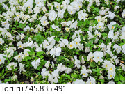 Фиалка трёхцветная (Viola tricolor), фиалка Виттрока, садовые анютины глазки. Фон. Стоковое фото, фотограф Алёшина Оксана / Фотобанк Лори