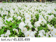 Фиалка трёхцветная (Viola tricolor), фиалка Виттрока, садовые анютины глазки. Фон. Стоковое фото, фотограф Алёшина Оксана / Фотобанк Лори