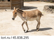 The onager are walking around the zoo enclosure. Yerevan, Armenia (2019 год). Стоковое фото, фотограф Belikart / Фотобанк Лори