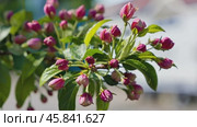 Blooming apple tree branch with pink flower buds. Стоковое AI-видео, аниматор Юрий Поздников / Фотобанк Лори