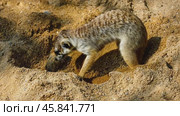 Meerkat digging a hole in the sand. Стоковое AI-видео, аниматор Юрий Поздников / Фотобанк Лори