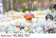 Forest porcini mushroom with brown cap in white moss. Стоковое фото, фотограф FotograFF / Фотобанк Лори