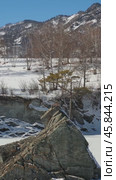 Vertical video from sideways moving drone on lonely Pine tree on rock on Altai river Katun in winter. Rocks called Dragon's teeth. Стоковое видео, видеограф Сергей Пристяжнюк (Serg Zastavkin) / Фотобанк Лори