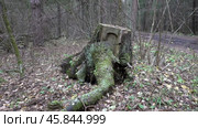 Осенний лес. Старый пень. Октябрь. Autumn forest. Old stump. October. Стоковое видео, видеограф Горшков Александр / Фотобанк Лори