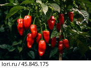 Ripe red chili peppers growing on plant. Стоковое AI-изображение, AI-художник Иван Рябоконь / Фотобанк Лори