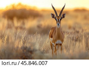 Beautiful gazelle standing in golden sunset light. Стоковое AI-изображение, AI-художник Иван Рябоконь / Фотобанк Лори