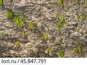 Stony slope with rock ferns and other plants. Picturesque natural background. Стоковое фото, фотограф Роман Дзюбало / Фотобанк Лори