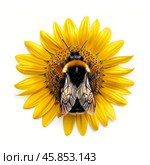 Bumblebee pollinating sunflower on white background. Стоковое AI-изображение, AI-художник Иван Рябоконь / Фотобанк Лори
