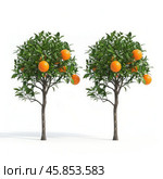 Two small orange trees growing oranges on white background. Стоковое AI-изображение, AI-художник Иван Рябоконь / Фотобанк Лори
