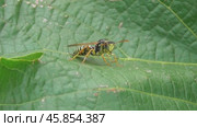 Полиста или оса бумажная Polistes. Стоковое видео, видеограф Александр Мамонтов / Фотобанк Лори