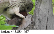 Сова длиннохвостая неясыть Strix uralensis прилетает с добычей в гнездо. Стоковое видео, видеограф Александр Мамонтов / Фотобанк Лори