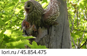 Сова длиннохвостая неясыть Strix uralensis улетает с добычей из гнезда. Стоковое видео, видеограф Александр Мамонтов / Фотобанк Лори