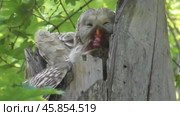 Сова длиннохвостая неясыть Strix uralensis кормит своих птенцов. Стоковое видео, видеограф Александр Мамонтов / Фотобанк Лори