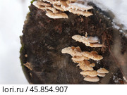 A colony of conjoined fan-shaped mushrooms with soft caps on a snow-covered stump in a snowdrift. Стоковое фото, фотограф Роман Дзюбало / Фотобанк Лори