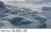 Penguins Ride Iceberg Antarctica Melting Ice Climate Change Chinstrap Penguins Natural Habitat Wildlife. Стоковое видео, видеограф Vladimir / Фотобанк Лори
