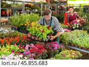 Middle-aged salesman arranging flower-pots with different flowers. Стоковое фото, фотограф Яков Филимонов / Фотобанк Лори