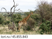 Giraffe and zebra, African animals. Safari in Kruger National Park, South Africa (2023 год). Стоковое фото, фотограф Екатерина Якименко / Фотобанк Лори