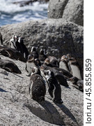 Boulders Beach protected lagoon with colony of African spectacled penguins (2023 год). Стоковое фото, фотограф Екатерина Якименко / Фотобанк Лори