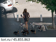 A woman is walking six small dogs on leashes and harnesses. Стоковое фото, фотограф Екатерина Якименко / Фотобанк Лори