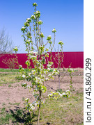 Flowering of a young pear tree of the Abbot variety in the garden in spring. White flowers on branches with leaves. Стоковое фото, фотограф Коханова Наталья / Фотобанк Лори