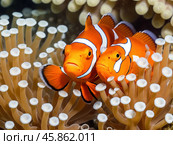 Clown fish or Clown anemonefish, Amphiprion bicolor, in natural habitat. Стоковое AI-изображение, AI-художник Евгений Ткачёв / Фотобанк Лори