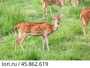 Chital Deer. Стоковое фото, фотограф Art Konovalov / Фотобанк Лори