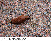 Brown slug - Arion vulgaris. Стоковое фото, фотограф Татьяна Лобанова / Фотобанк Лори